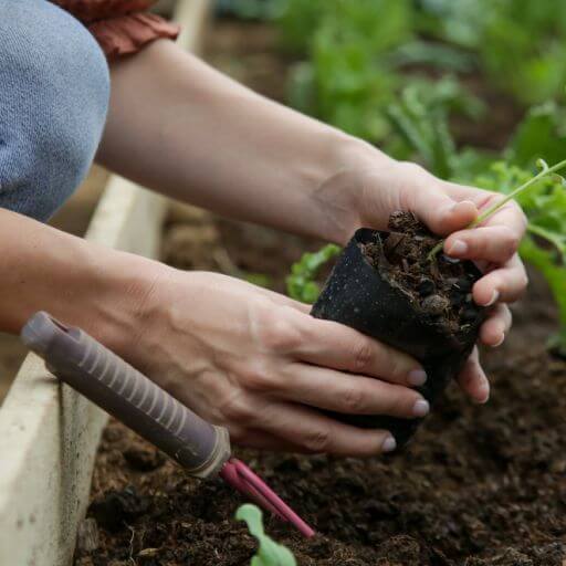 Gardener image